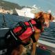 Crewsaver Petfloat koera päästevest
